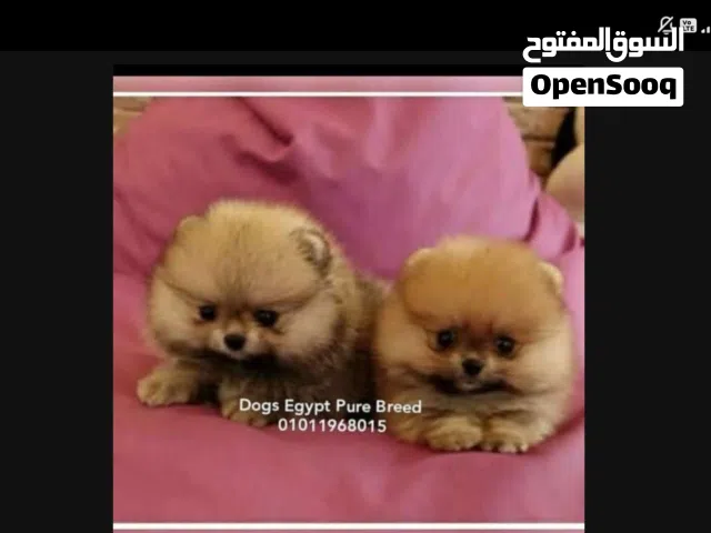 جراوي مني بومارينين للبيع
