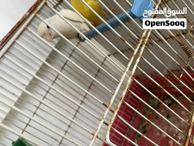 كوبية للبيع