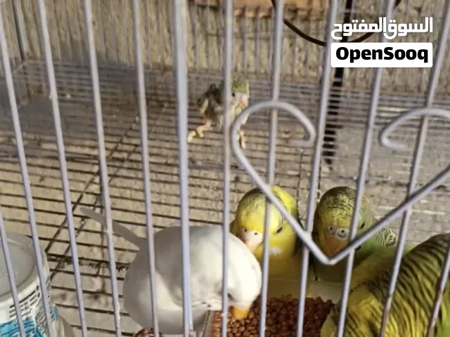 السلام عليكم طيور الحب للبيع زوج و ثلاثة مخاليف,