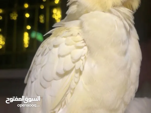 مطلوب كوكتيل صغير زق لعنده يراسلني مكاني التنومه