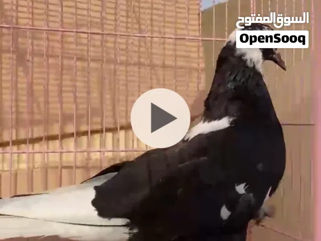 كويتيات لوت قلاب