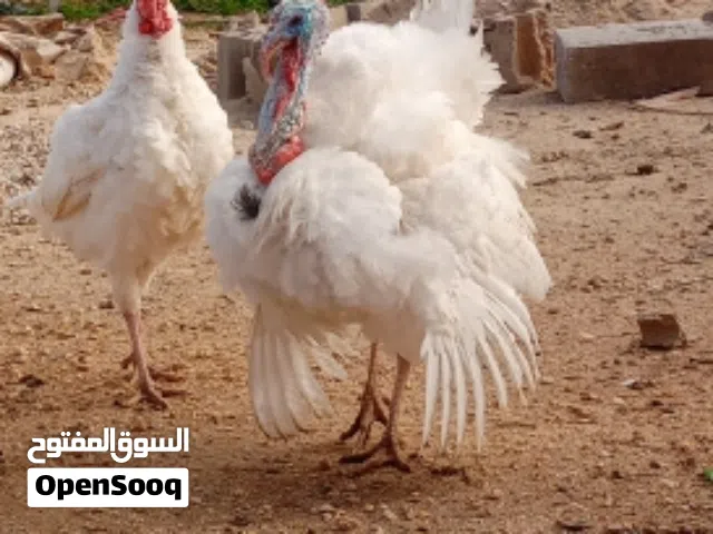 ديوك حبش ابيض