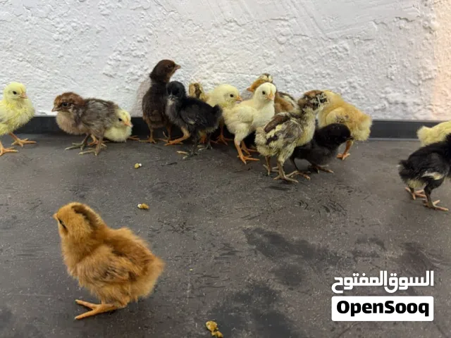 صوص بلدي وفيومي مشكل بصحة ممتازة