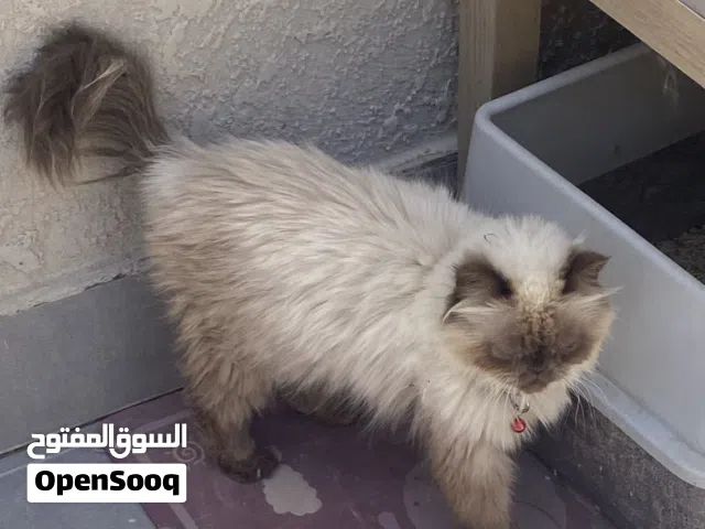 Cats for adoption sale