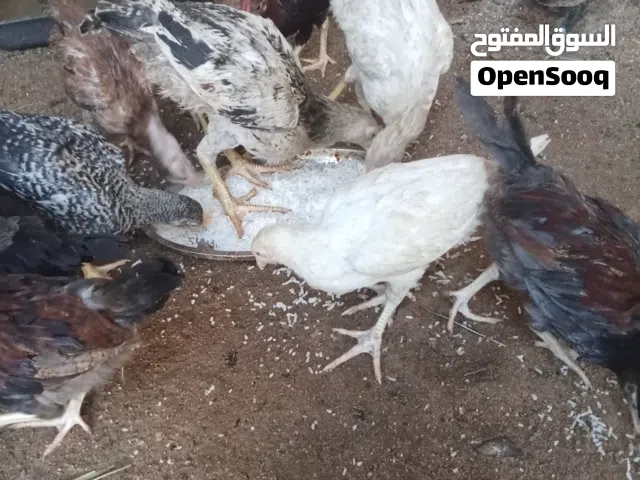 متاح دجاج للبيع صحتهن خير من الله اقرا الوصف وشوف الفيديو مالهن
