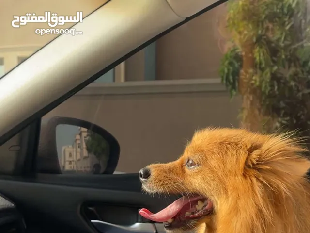 كلبه بومرنيان منتجه للبيع