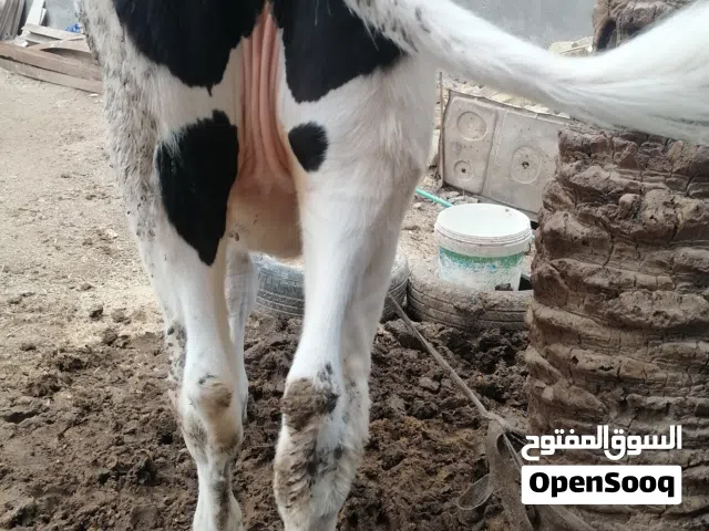 هايشة أسترالي وراها بچرة استرالي