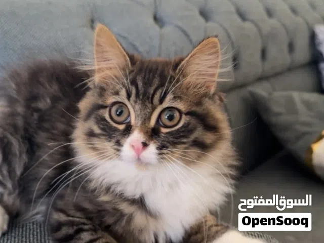 قطة للتبني