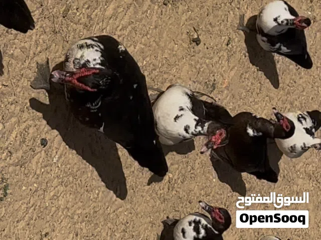 يوجد بط لبيع ربي يبارك