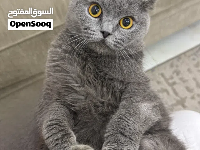 قط سكوتش فولد للبيع