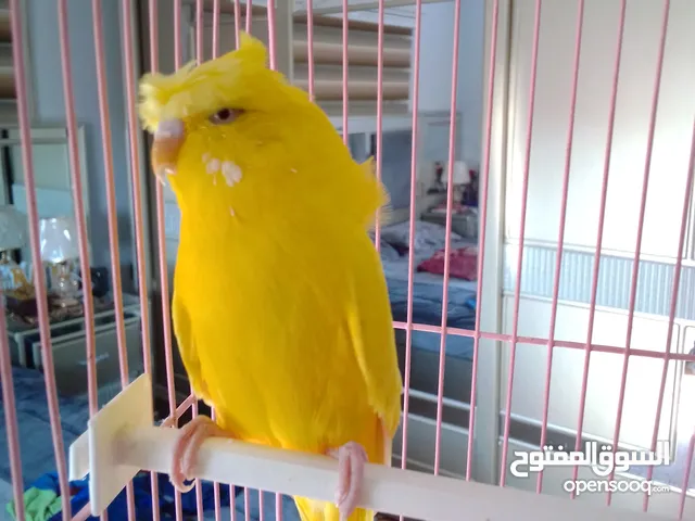 اقرا التفاصيل قبل الاتصال  للبيع طير حب هوقو رومو وردة  أليف ولا بعرف العض  السعر 12