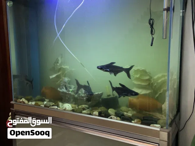 حوض سمك بيلوجي