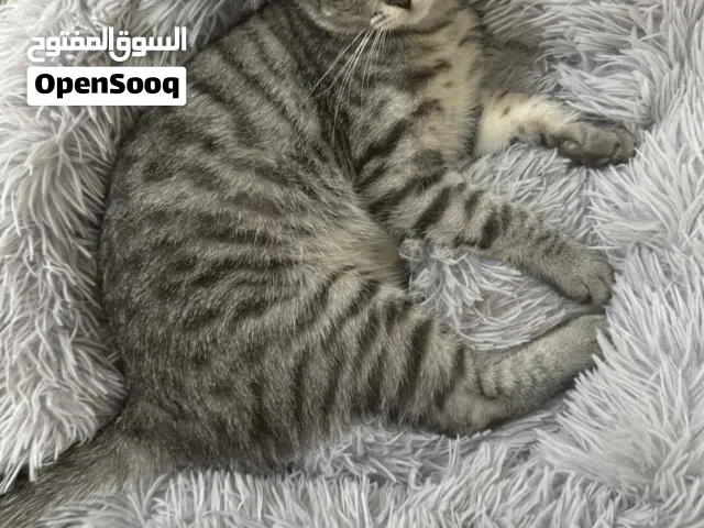 قطة للتبني