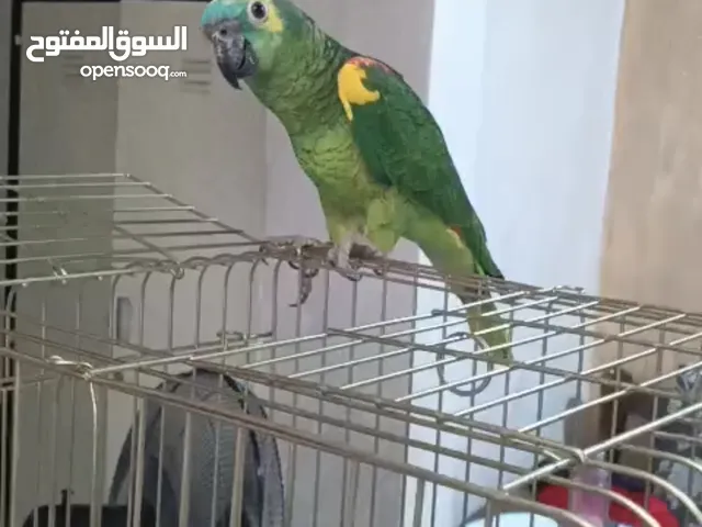 ببغاء أمازون بلوفرنتد جاكو
