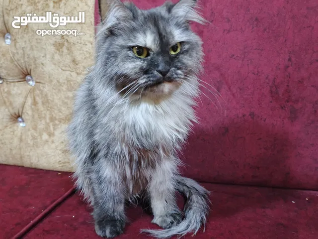 قطه نوع هجين فارسي العمر من 3الى 4 اشهر