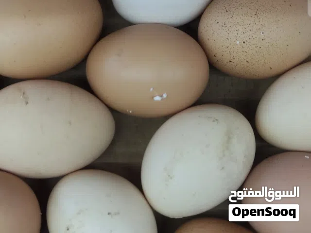 بيض بلدي للبيع
