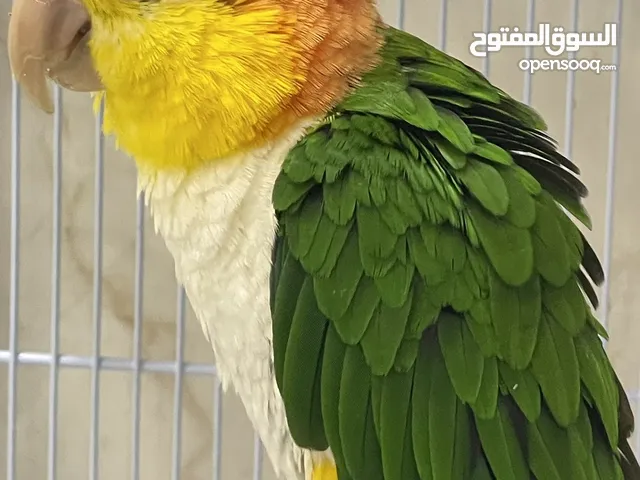 3 years old male caique