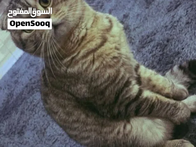 اجمل ذكر اسكوتش فولد