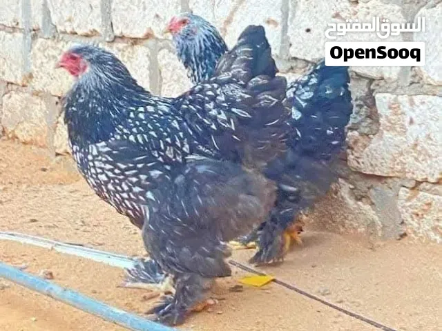 السلام عليكم متوفر ابراهما سبريت موصفات تبارك الرحمن العدد7 5عتاتيق و2فراريج المكان طربلس