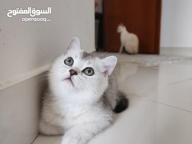 British shorthair chinchila CY12 & British shorthair silver marble