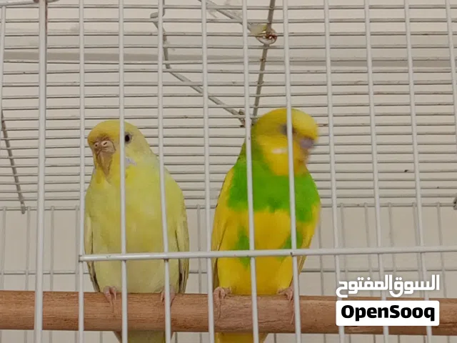 عصافير كناري