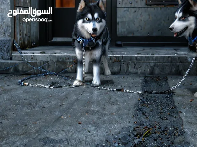 كلبه هاسكي مع جراوها