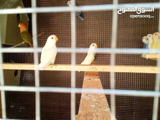 فرخين روز اينو فطم جديد مستوى ممتاز