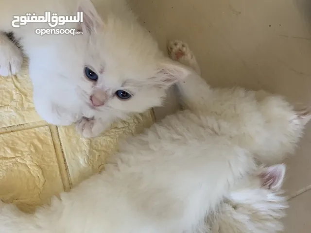 كتن مكس العمر 35 يوم