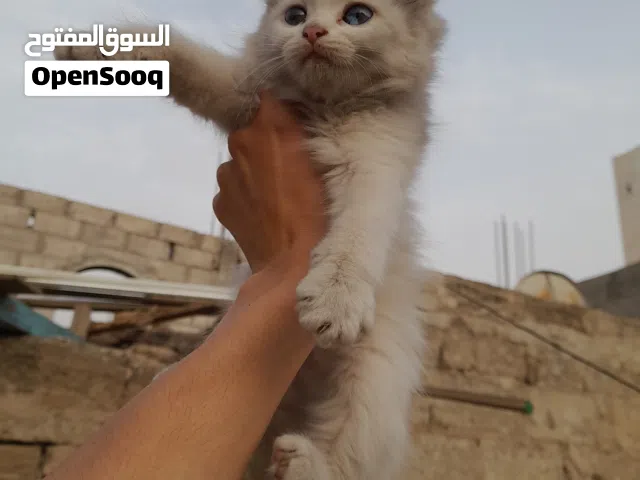 قطط شيرازي