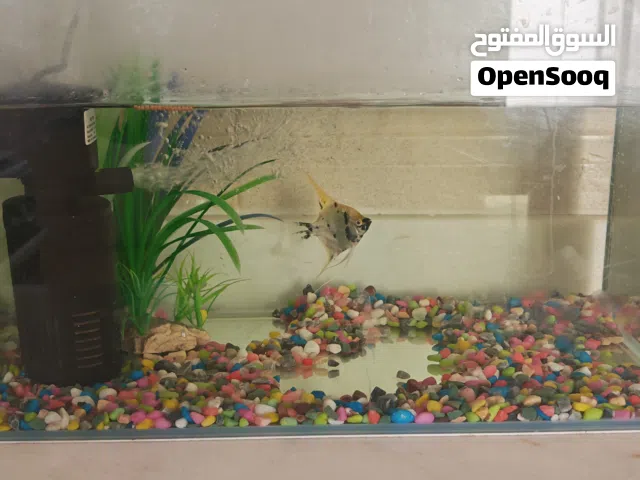 للبيع: حوض سمك متكامل (جاهز للعرض)