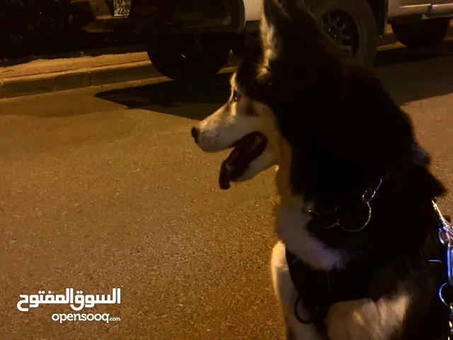 كلب هاسكي انثى