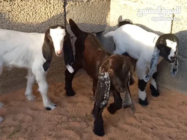 معزه ثلوثيه للبيع