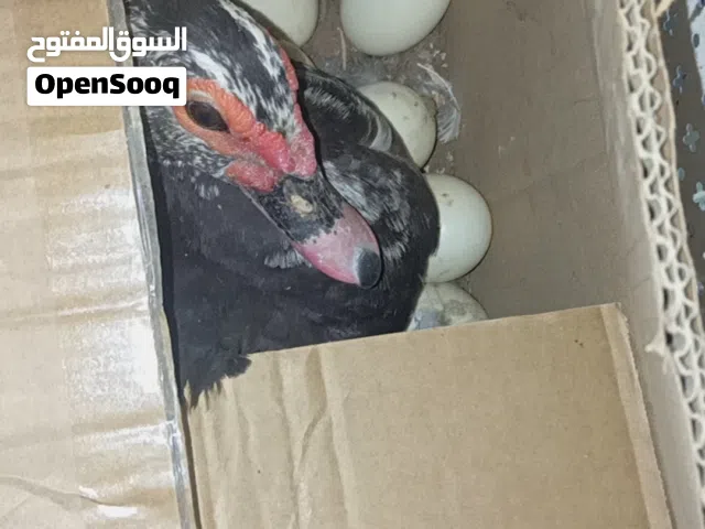 بط بلدي للبيع 5 اناثي وذكرين في ثلاث اناثي راقدات ع 50 بيضة وثنتين بدهن يبيضن عشان يرقدن