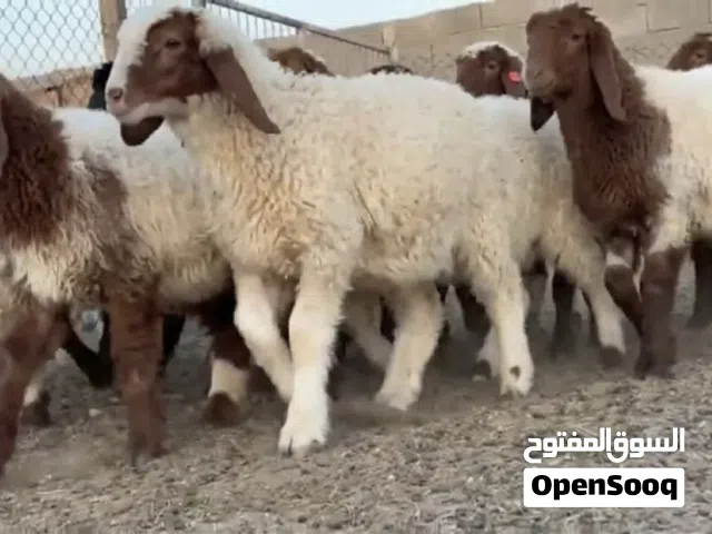 حلال نعيمي عمر 3/4 شهور