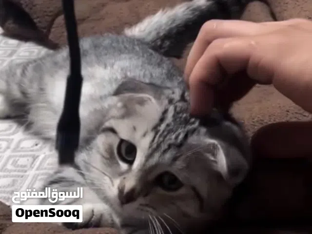 قطة سكوتش فولد بعمر 5 اشهر