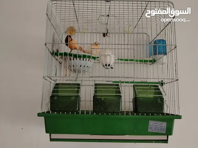 حبات بصلاه على النبي