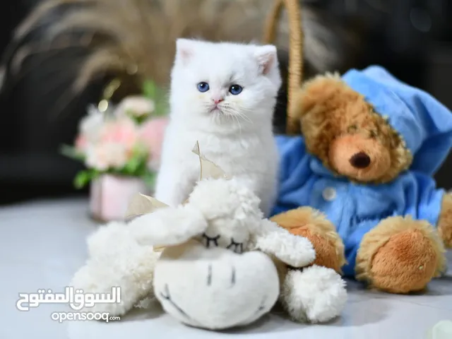 سكوتش و بريتش شانشيلا مستوى عالي جدا افضل انواع القطط ny12ny11cy12cy11ay12ay11 الاهالي مسجلين