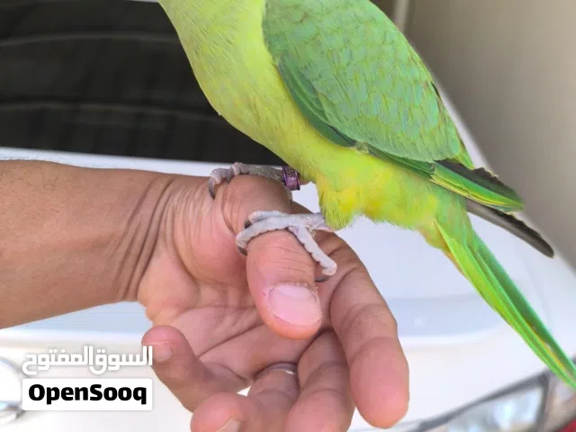متوه اليف جدا التفاصيل بالوصف