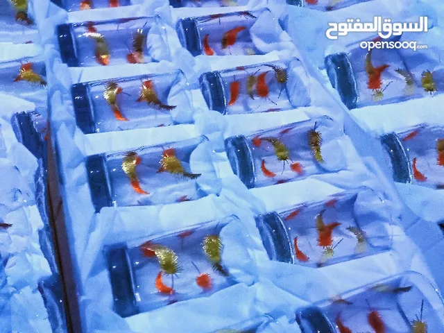 *"أكواب زجاجية بزخارف ريشية – لمسة فنية أنيقة لكل مناسبة!"*