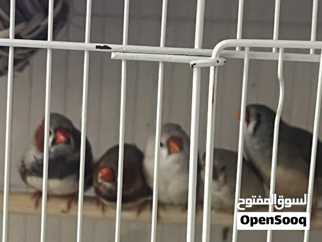 يا الله متوفر فناجس حجم سوبر جامبو اقرأ الوصف