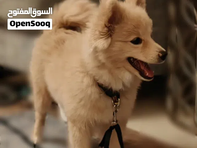 کلب ذكر بوميرنيين للبيع