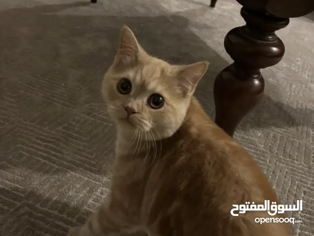 Cat for adoption قط للتبني