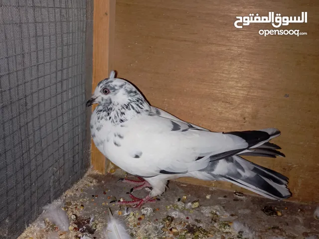 تار مال صيد السعر 5