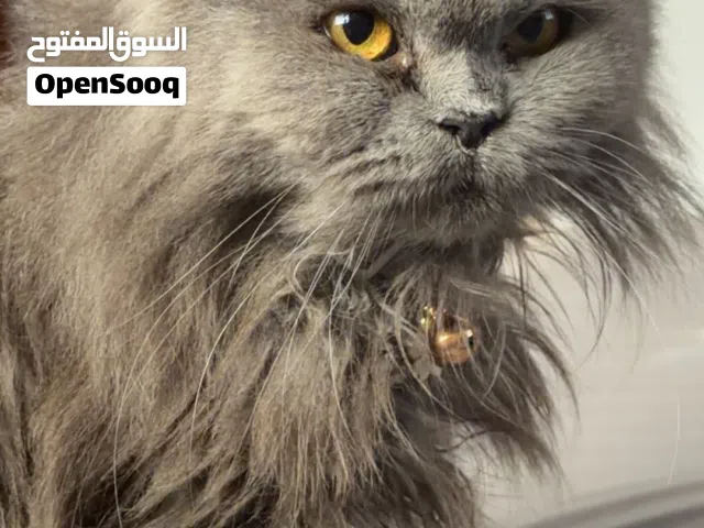 تبني بس يحافظ عليها