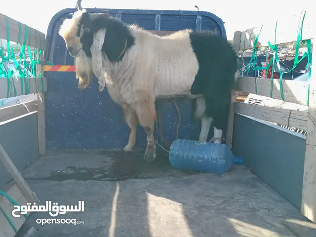 فحل ماعز جامع