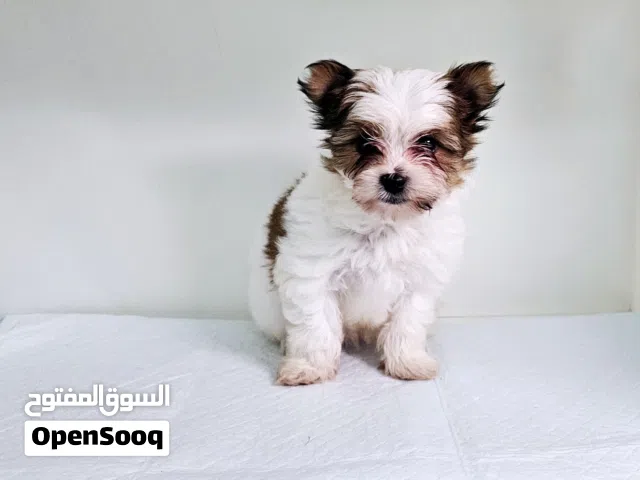 يوركي شاير لون بارتي yorkishaier  party