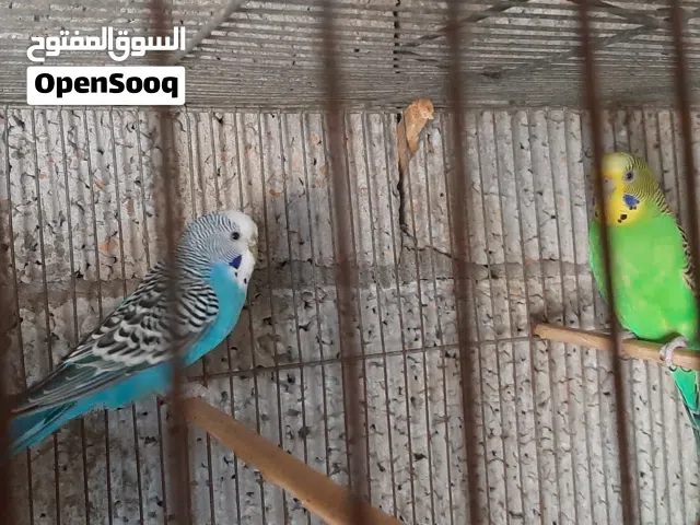 كوبيا بقلينو