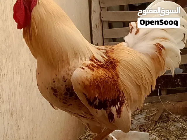 ديك  ربي بارك.و2 دجاج حمر للبيع او تبديل