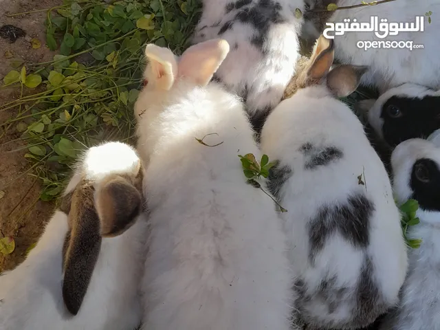 أرنب للبيع وبسعر مناسب