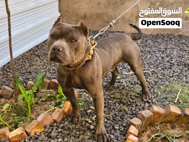 كلاب بيتبول بيور